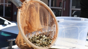 Sivas'ta göl ve göletlere 678 bin sazan yavrusu bırakıldı