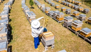 Sivas'ta kovan desteği alan arıcılar geleneksel yöntemle bal üretiyor 