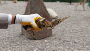 Sivas'ta yaralı balaban kuşu tedaviye alındı