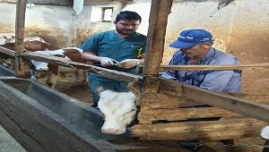 Sorgun'da 14 bin küçükbaş hayvan aşılandı