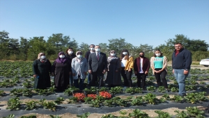 Ulaş'ta kadın kooperatifi üyelerinin diktiği çilek fideleri meyve verdi