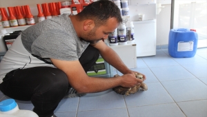 Yaralı doğan tedavi ediliyor