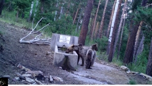 Yozgat'ta fotokapanlar yaban hayvanlarını görüntüledi
