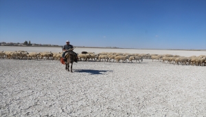 Aksaray'da flamingoların uğrak noktası Akgöl kurudu