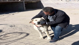 Aksaray Malaklısı hırsızlığı güvenlik kamerasında 