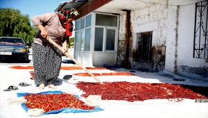 Ata tohumundan üretilen Cırgalan biberinde kurutma mesaisi
