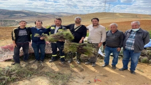 Bahşılı'da 16 dönümlük alana lavanta dikimi yapıldı