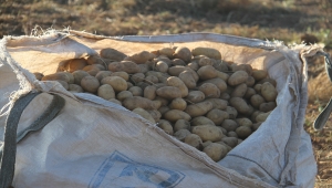 Beyşehir'de cipslik patates hasadı başladı