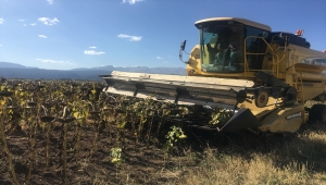 Beyşehir'de yağlık ayçiçeği hasadı başladı