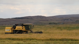 Çankırı'da çeltik hasadı başladı
