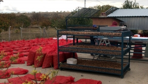 "Ceviz deposu" Kırşehir'de rekolte arttı