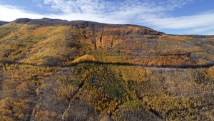 Erciyes'in "titrek kavakları" sonbahar renkleriyle bezendi