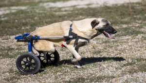 Hayvanseverlerin kurduğu dernek 170 köpeğin sıcak yuvası oldu