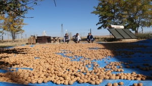 Kaman cevizinde bereketli hasat devam ediyor