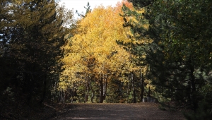 Karagöl ve Soğuksu Milli Parkı'nda renk cümbüşü yaşanıyor