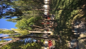 Karapınar'da ağaç kesme ve boylama kursu