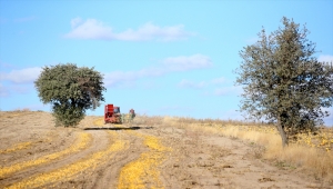 Kayseri'de çerezlik kabak çekirdeğinde rekolte ve fiyat üreticiyi sevindirdi