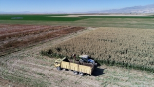 Kayseri'de silajlık mısır çiftçinin yüzünü güldürüyor