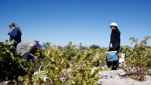 Kayseri'deki Koramaz Vadisi'nde bağ bozumu zamanı