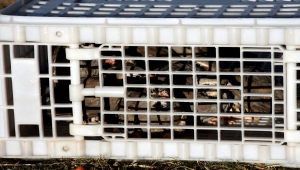 Kırşehir'de süneyle mücadele kapsamında 525 keklik doğaya bırakıldı