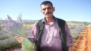 Konya'nın organik çilek üretim merkezi Hüyük'te lavanta üretimi yaygınlaşıyor
