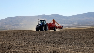 Kuraklık, alternatif ürün tritikaleye ilgiyi artırdı