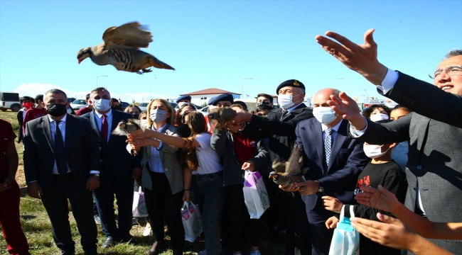 Nevşehir'de kaçak avcıların yakaladığı keklikler doğaya bırakıldı