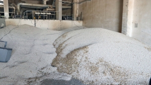 Niğde'de kuru fasulye ekim alanı arttı