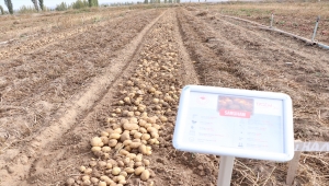 Niğde'de "tarla günü" etkinliğinde 6 yerli patates çeşidi tanıtıldı