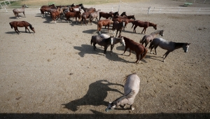 Rekor fiyata tay satan Anadolu Tarım İşletmesi gelecek yıla hazırlanıyor