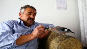 Sahiplendiği karga yavrusu "Şakir" ile dostluğu görenleri şaşırtıyor
