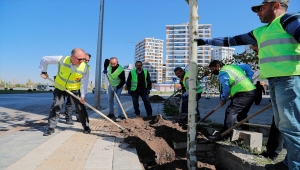 Sivas Belediyesi 5 bininci ağacı toprakla buluşturdu 
