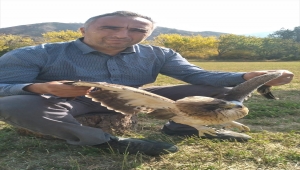 Sivas'ta arazide bulunan yaralı kartal tedaviye alınacak