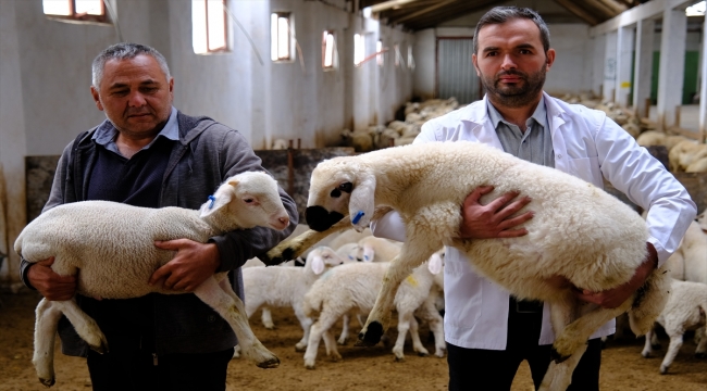 Sivas'ta bilimsel çalışmalarla "Kangal Akkaraman" koyununun ikiz doğum oranı arttı