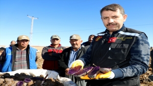 Sivas'ta mor renkli tescilli patatesin hasadı başladı