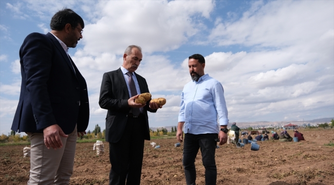 Sivas'ta solucan gübresi kullanılan arazide patates verimi arttı