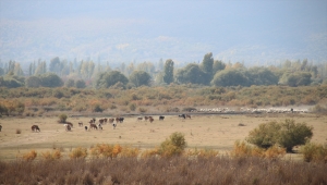 Tamamen kuruyan Akşehir Gölü'nün tabanında su bulundu