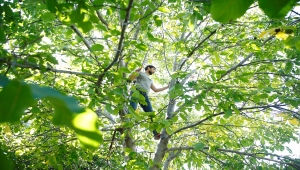 Üzüm bağlarıyla türkülere konu olan Gesi'de ceviz hasadı zamanı