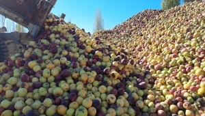 Yağışların azlığı nedeniyle büyümeyen "döküntü elmalar" meyve suyu oluyor