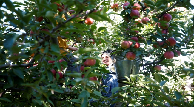 Yahyalı elmasında üretim alanı genişledi rekolte arttı