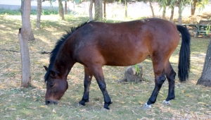 Yaralı halde bulunan eşek ve atlar hayvan barınağında tedavi edildi