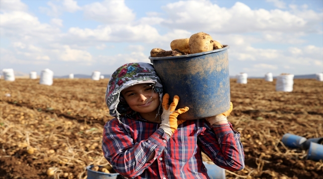 Yerli tohumluk patates kuraklığa rağmen verimiyle üreticisini sevindirdi