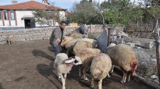 Yozgat'ta ağıla giren kurtlar, 13 koyunu telef etti