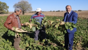 Yozgat'ta kuraklık şeker pancarı verimini olumsuz etkiledi