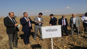 Yozgat'ta patates hasat edildi