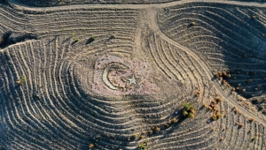 "Ay-yıldız" projeli ormana 3 yılda 55 bin fidan dikildi