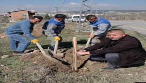 Beypazarı Orman İşletme Müdürlüğü 250 bin fidanı toprakla buluşturuyor