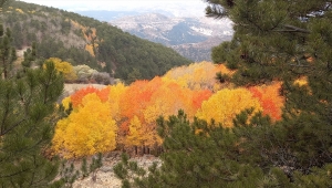 Beypazarı yaylaları sonbahar renklerine büründü 