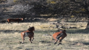Beypazarı, yaylalarında yaban hayatı ve yılkı atlarına ev sahipliği yapıyor