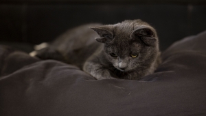 Dört kulaklı kedi "Midas"ın sosyal medya hesabı büyük ilgi görüyor